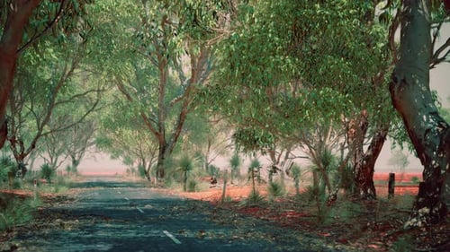 Open Road in Australia with Bush Trees