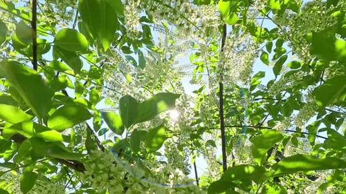 Die Kamera bewegt sich vorwärts zwischen den weißen Blüten eines blühenden Vogelkirschbaums im Sonnenlicht