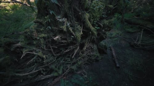 Exposed roots of old fallen Douglas Fir trees in a forest