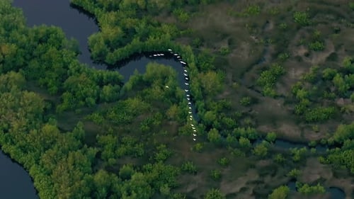 Southern Florida Wetlands with White Egret Wild Birds Flying Over Green Shrubs Between River Waters