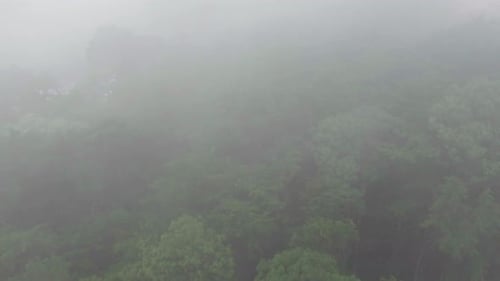 Misty Forest Aerial Drone Footage with Dense Fog and Lush Greenery