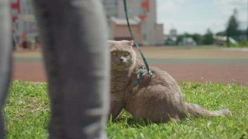Green Grass Woman Legs And Cat Harness Exploring Playground Background Buildings Leash Guided