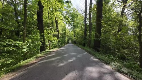 Dirija na estrada através de árvores verdes exuberantes em um dia ensolarado First Point View