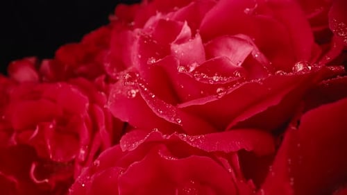 Macro View Roses Petals with Dew Drops Amazing Rose Floral Aroma Background