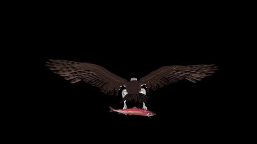 Osprey Hawk Bird With Sockeye Salmon Fish - Flying Loop - Aerial Back CU View - Alpha Channel