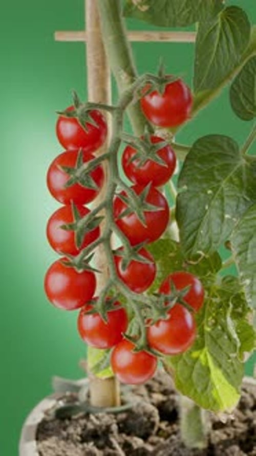 Ripe and unripe cherry tomatoes on tomato plants close up.