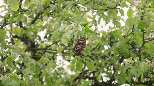Bees Swarm On Leafy Branch