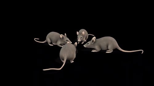 Realistic Animated Rats Moving on Black Screen