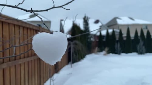 Snow hearts on tree branch outside during snow - snowfall snowy weather with close up of a romantic