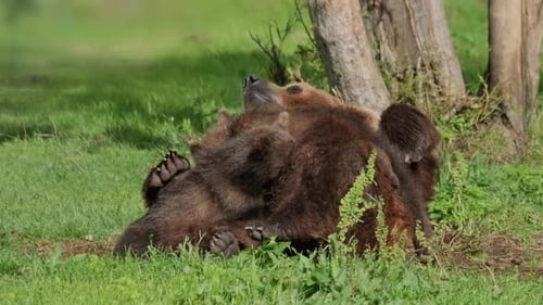 Madre oso alimentando a sus cachorros de leche materna