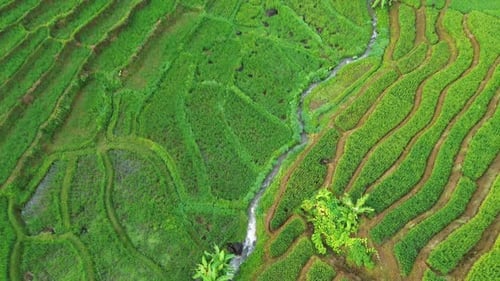 Beautiful morning view indonesia Panorama Landscape paddy fields with beauty color and sky natural l