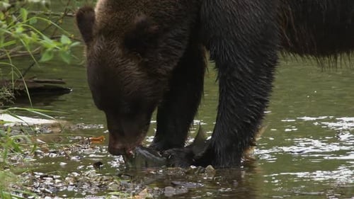 Nature close up: Grizzly bear bites spawning salmon as it struggles