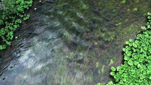 Aerial top down view of the river with weed waving in the stream