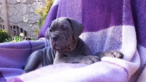 Wrinkly Puppy Lies on Purple Blanket Outdoors