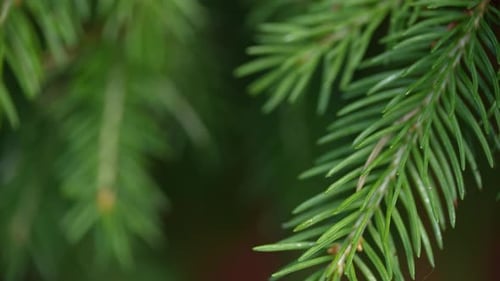 Nahaufnahme: Die Kiefernnadel schwankt, durch die Brise berührt