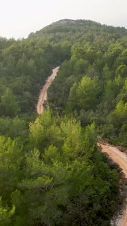 Vertical Video Majestic Forest Journey Aerial View of Green Wilderness Cinematic Drone Shots