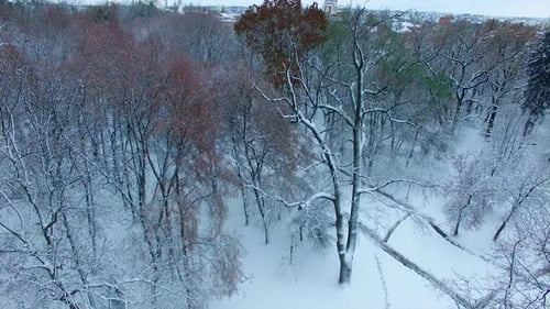 Bare trees of the city park covered with white snow. Drone going up over the tall trees