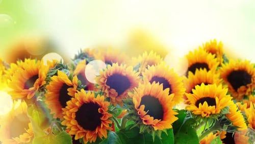 Bight Sunflowers Field