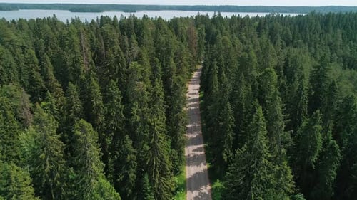 Aerial View of a Beautiful Road Through the Forest Road Between the Green Trees on a Clear Sunny Day