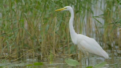 Silberreiher (Ardea alba) jagt Fische im See und fliegt in Zeitlupe