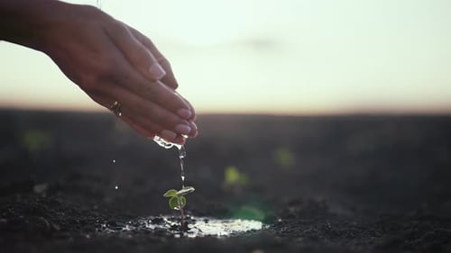 Agriculture and Seedling Concept Female Hand Watering Young Tree People are Watering Small Plants By