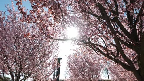 Rosa Zweige von Kirschblüten auf einem Hintergrund von blauem Himmel und Sonnenlicht