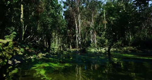 Quiet Woodland Pond with Reflective Canopy and Shimmering Duckweed Surface