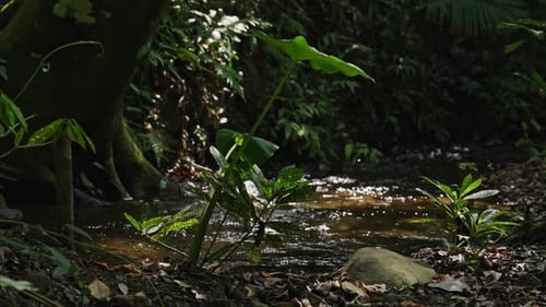 Sunlit Stream In Tropical Forest