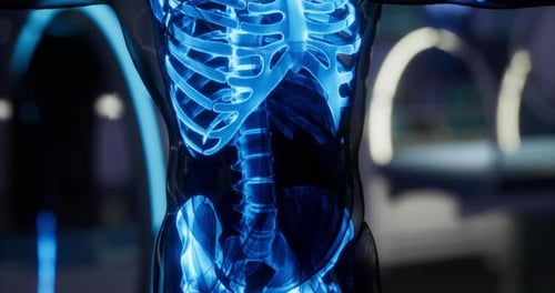Detaillierte anatomische Ansicht des menschlichen Skeletts mit Hervorhebung der Bruststruktur