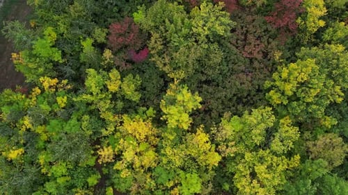 Top Down View of Autumn Forest Fall Woodland Aerial Shot