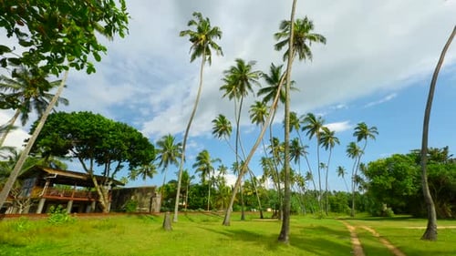 Natural landscape of palm trees and green bright grass.