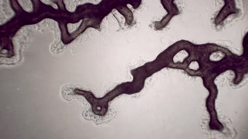 De la moisissure visqueuse observée au microscope montre un flux cytoplasmique.