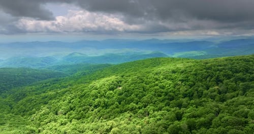Humid Forest in North Carolina Appalachian Mountains USA American Nature in Summer Rain Season