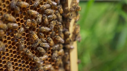 Bienenschwarm arbeitet am Honigrahmen. Bienen lüften den Rahmen mit ihren winzigen Flügeln
.