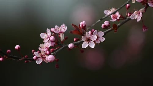 Pink cherry blossom tree spring in Europe
