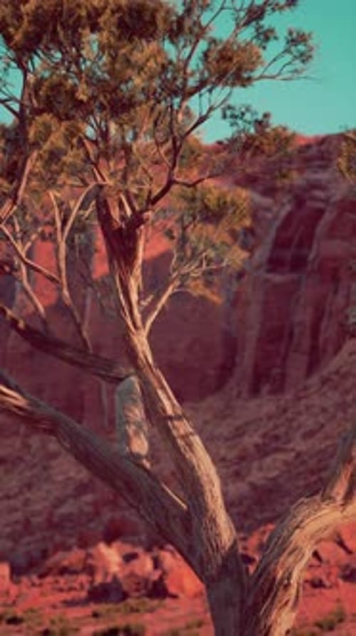 Bird Perched on Tree By Cliff