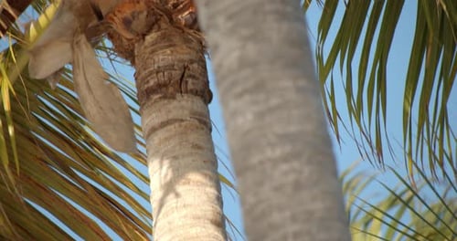 Close Up Details of Tropical Palm Tree on Island Beach
