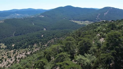 Aerial View Of Green Treetops