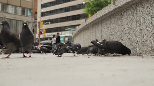 Pidgeons feeding in Toronto, Ontario, Canada