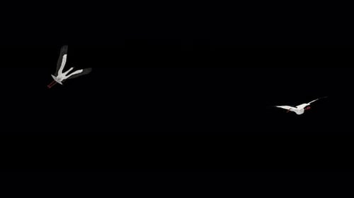 2 White Stork Birds - Flying Around Screen Loop - Alpha Channel - 4K