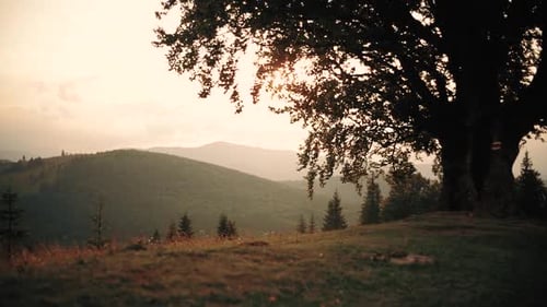 Single Tree Against Colorful Sunset Sky in Mountain on Hot Summer Evening.