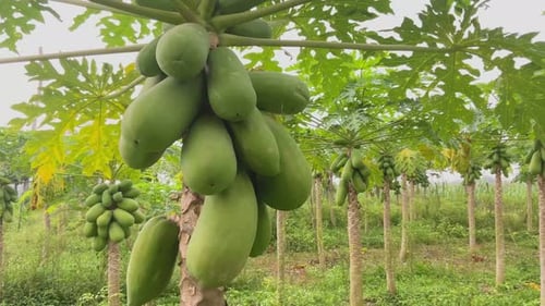 papaya fruit farming