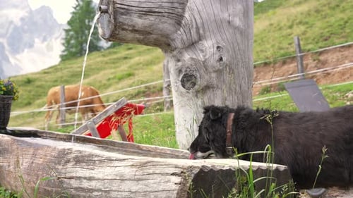 Dog drinking from a cows drinking trough - Funny
