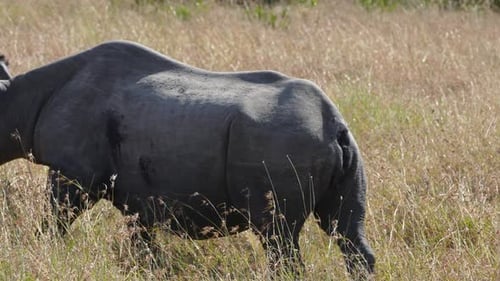 Schwarze Nashörner fressen Gras im Ol Pejeta Conservancy, Kenia.