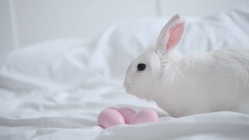 Easter Bunny Sits with Pink Eggs