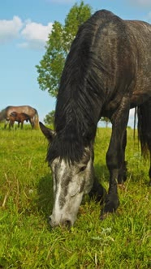 Ein grauer Hengst weidet Gras auf einem Feld, im Hintergrund stehen sein Fohlen und seine Mutterstute