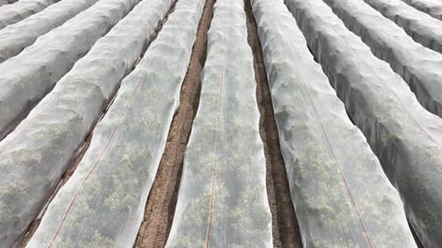 Aerial shot of rows of orange trees growing in California