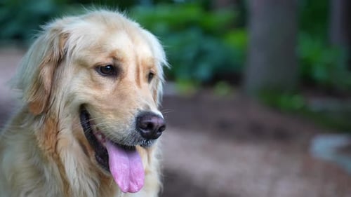 Golden retriever panting outside. Close up of dog.