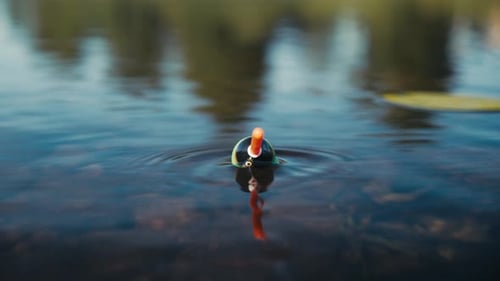 Fishing Bobber Gently Floating on Calm Water