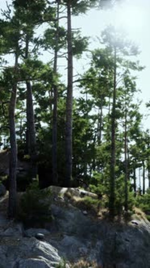 Sunlight Filtering Through Trees on Rocky Hillside